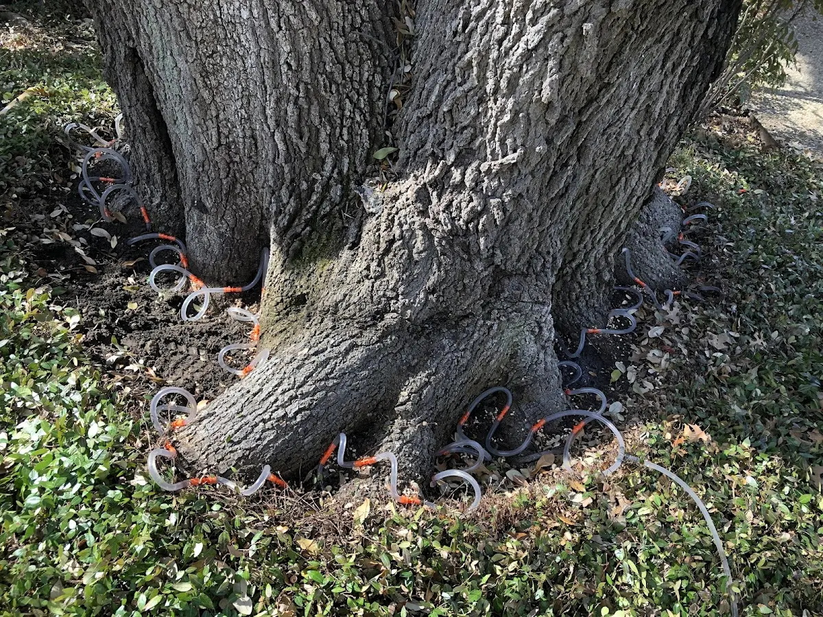 Detailed Tree Cabling and Bracing job site in Chesterland