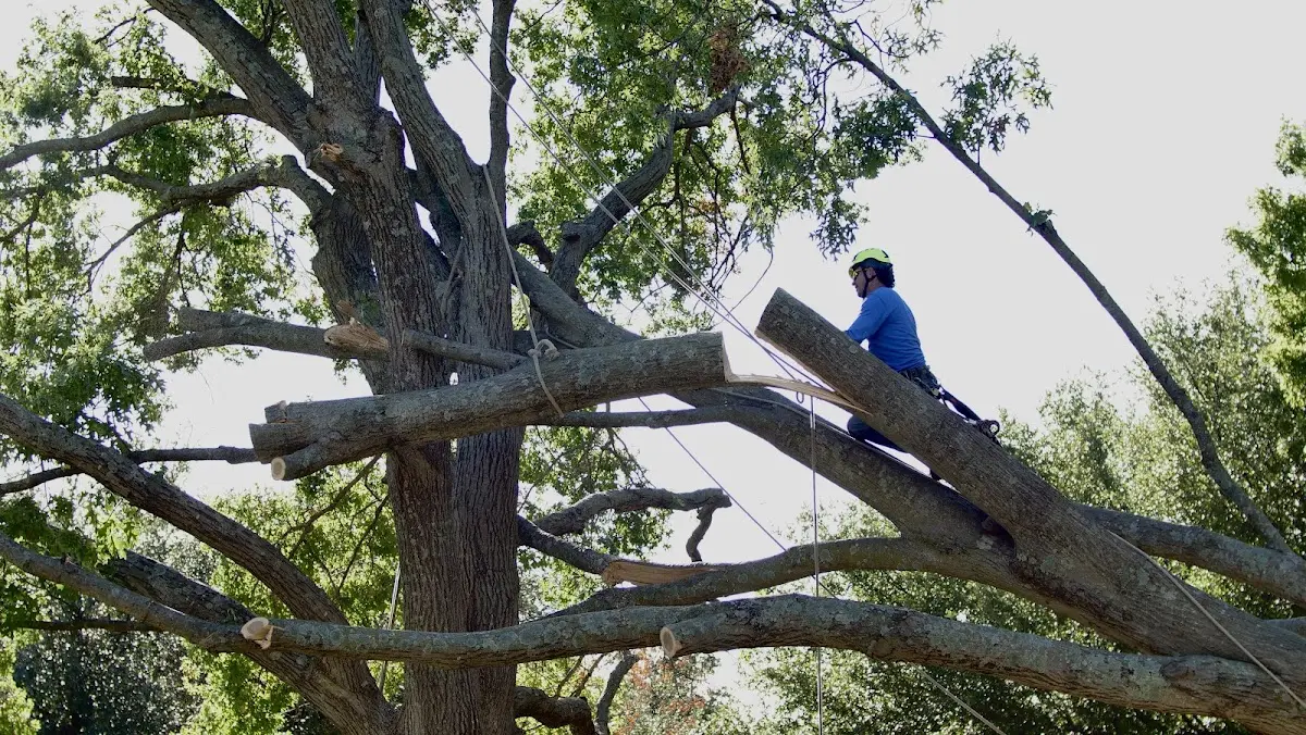 Professional Crown Thinning performed by certified arborists in Chesterland