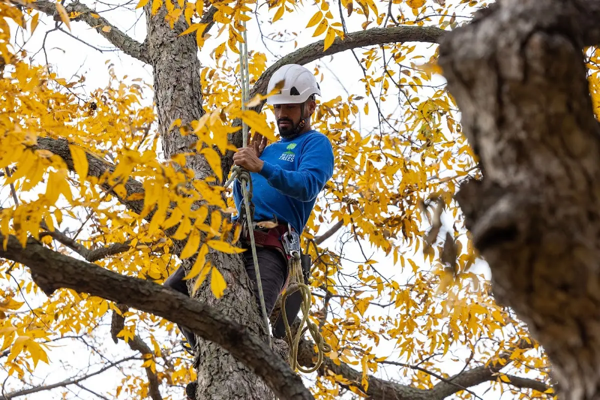Skilled Tree Pruning crew working in Chesterland